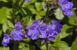 Lippenblütler (Lamiaceae oder Labiatae) im Berchtesgadener Land.