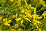 Wald-Gelbstern (Gagea lutea), auch Gewöhnlicher Gelbstern oder Wald-Goldstern genannt.