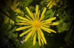 Weiden-Alant (Inula salicina).