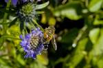 Bienenfreund (Phacelia) im Berchtesgadener Land aufgenommen (Juli 2008).