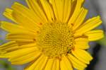 Margerite (Leucanthemum) mit roten Insekten.