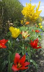 Tulpen und eine Forsythie in der Gartenstadt in Flensburg. Aufnahme: Mai 2011.