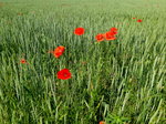 es gibt sie noch, Kornfelder mit Mohnblumen, gesehen in der Rheinebene, Juni 2016