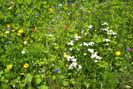 Eine der angelegten Streublumenwiesen in Euskirchen, damit sich der Bienenbestand wieder erholt - 28.06.2016