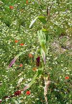 Eine einzelne  verirrte  Maispflanze in einem Blumenfeld bei Euskirchen - 09.08.2016