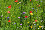 Streublumenwiese in der Erftaue.