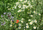 Streublumenwiese in Euskirchen - 09.08.2016