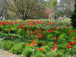 Hamburg am 9.4.2017: Frühling im Park von Planten un Blomen