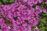 Flammenblumen, bekannter unter ihrem botanischen Namen Phlox, sind eine Pflanzengattung innerhalb der Familie der Sperrkrautgewächse.