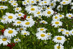 Margeriten (Leucanthemum) am Kindheitshaus von der Autorin Astrid Lindgren.