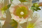 Gewöhnliche Stockrose (Alcea rosea), auch Stockmalve, Garten-Pappelrose, Bauernrose oder Garten-Stockrose genannt.