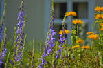 Ähriger Ehrenpreis (Veronica spicata) und Orangefarbene Gerbera-Hybriden.