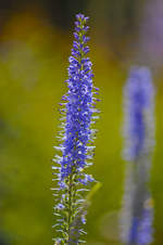 Der Ähriger Ehrenpreis (Veronica spicata), auch Ähriger Blauweiderich oder Ähren-Blauweiderich genannt, ist eine Pflanzenart innerhalb der Familie Wegerichgewächse