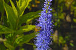 Der Ähriger Ehrenpreis (Veronica spicata), auch Ähriger Blauweiderich oder Ähren-Blauweiderich genannt, ist eine Pflanzenart innerhalb der Familie Wegerichgewächse (Plantaginaceae). Das Foto ist im Garten vom Kindheitshaus Astrid Lingrens aufgenommen. Das Haus liegt im Vimmerby in Småland.

Aufnahme: 21. Juli 2017.