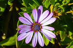 Mesembryanthemum (eine Pflanzengattung aus der Familie der Mittagsblumengewächse) in Corralejo auf der Insel Fuerteventura in Spanien.