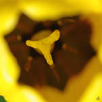 Blick in das Innere einer Tulpe.