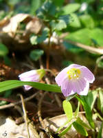 Der Frühling kommt, erste Blumen im Müssentiner Wald.