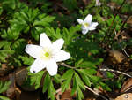 Frühlingserwachen im Müssentiner Wald.