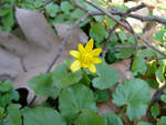 Der Frühling kommt, erste Blumen im Müssentiner Wald. (Jarmen, April 2004)