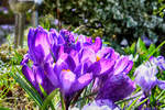 Krokusblüte am Ochsenweg in Flensburg-Weiche. Aufnahme: 7. April 2018.