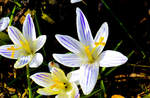 Krokusse am Ochsenweg in Flensburg-Weiche.