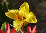 Tulpenblüte mit Insektenbesuch im Garten - 07.04.2018