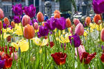 Tulpen im St. Patricks' Park von Dublin. Aufnahme:11. Mai 2018.