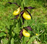 Gelber Frauenschuh (Cypripedium calceolus), eine geschützte wildwachsende Orchidee.