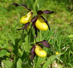 Gelber Frauenschuh (Cypripedium calceolus), eine geschützte wildwachsende Orchidee. 09.06.2019.