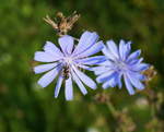 Gemeine Wegwarte (Cichorium intybus) wird von einer Schwebfliege besucht (Payerbach, 27.08.2019).