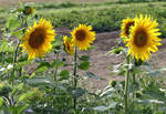 Sonnenblumen am Ackerrand bei Odendorf - 19.08.2019