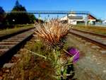  VERBLÜHT  die Distel am Bhf.