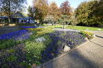 Bad Krozingen, Blumenrabatte im Kurpark vor dem Kurhaus im November 2019