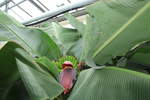 Blüte und die ersten Bananen des Bananenbaumes im Bromelienhaus des Botanischen Gartens Solingen vom 02.01.2020