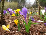 Krokusvielfalt im Botanischen Garten Solingen vom 22.03.2009