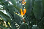 Blüte des Paradisvogel im Tropenhaus des Botanischen Gartens Solingen vom 02.01.2020