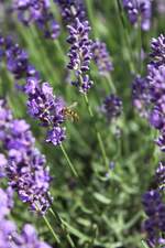 Lavendel im Botanischem Garten Solingen vom 26.06.2016