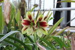 Blütenvielfalt im Bromelienhaus vom 19.01.2020