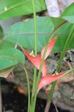 Blütenvielfalt im Bromelienhaus vom 20.01.2020