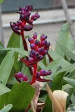 Blütenvielfalt im Bromelienhaus vom 19.01.2020