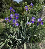 Deutsche Schwertlilie, häufig in unseren Gärten und Parks, von der Kulturform dieser Pflanze gibt es unzählige Arten, April 2020