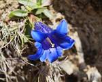 Ein Alpen-Enzian (Gentiana alpina) am Wegesrand. Tirol, 01. Mai 2020. 