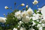 Weiß blühende Rosen am 24.6.2020 in einem Garten in Timmendorfer Strand