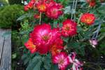 Rot blühende Rosen (Summer of Love) am 27.6.2020 in einem Garten in Timmendorfer Strand
