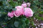 Rosa blühende Rosen am 29.6.2020 in einem Garten in Timmendorfer Strand
