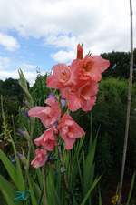 Hamburg am 30.7.2020: Gladiole in einem Kleingarten /