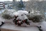 im Balkonkasten am 30.1.2021: schneebedeckte Stacheldrahtpflanze (Calocephalus brownii, Leucophyta brownii)  und Scheinbeere (Gaultheria procumbens)  /