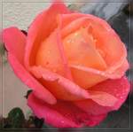 Nach einer Regenschauer sieht man noch die Tropfen auf den Rosen in unserem Garten in Erpeldange/Wiltz (Luxemburg) am 19.10.06.