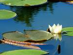Seerose(Nymphaea)spiegelt sich im Teichwasser; 210614