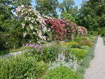 Im Rosengarten von Schloss Korselitse, Lolland (18.07.2021)